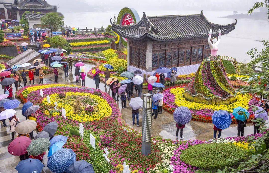 闵行菊花盛宴，惊艳之旅，不断惊喜的菊花之旅