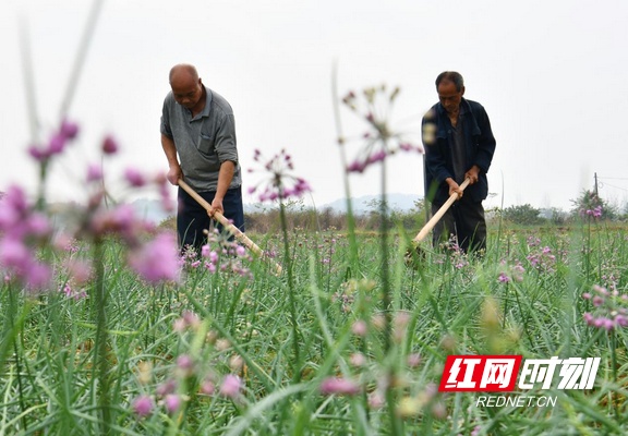 常宁，藠头飘香助力增收致富