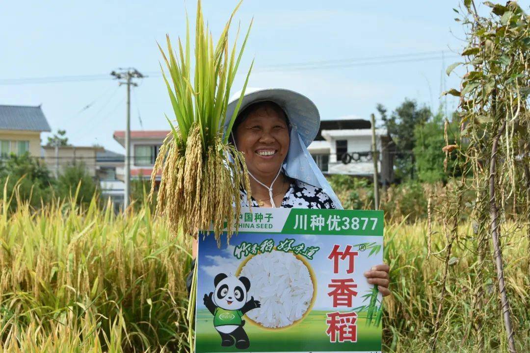 余庆县稻谷丰收展望，喜悦与未来的希望