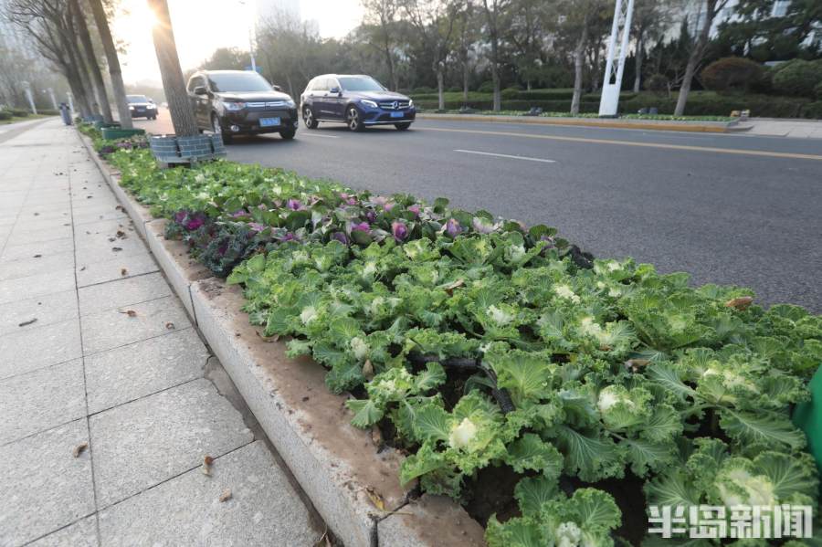 万余株新品种羽衣甘蓝装点沈城街路