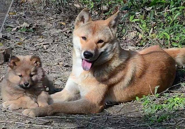 本地土狗土松犬，从被忽视到身价上万，逆袭之路揭秘