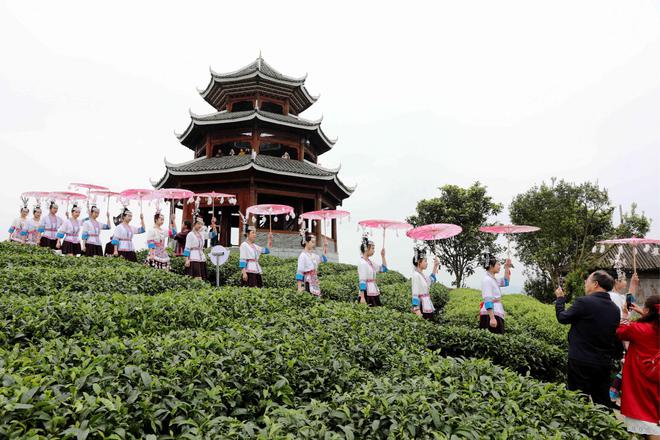 广西侗乡，茶旅融合吸引游客纷至沓来