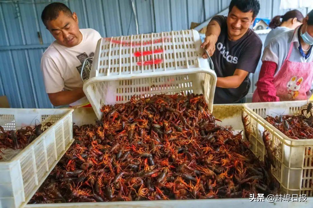 蚌埠，首批防作弊电子计价秤重塑市场公平交易新篇章