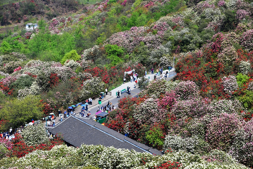 三明泰宁，菌花绽放，振兴小镇美景