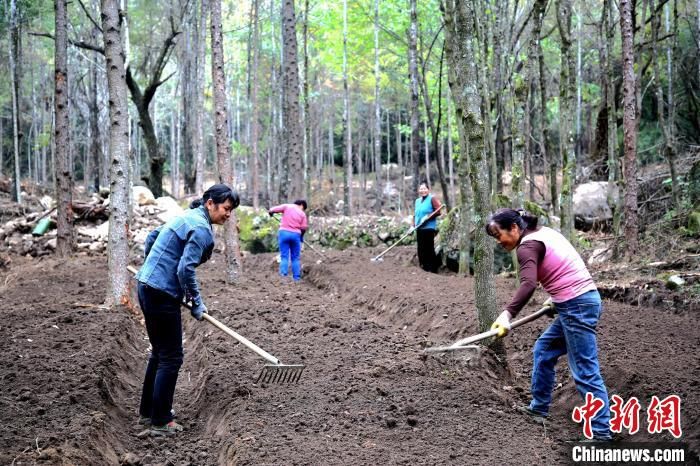 秦岭振兴之路，乡村行·林下绿金涌动生机