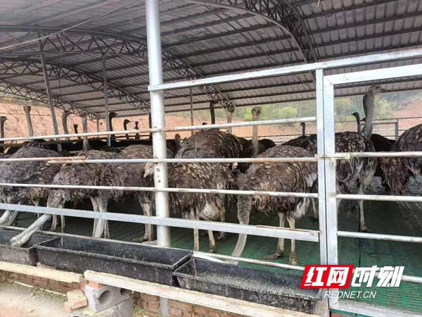 羊桥土家族乡鸵鸟养殖助力乡村振兴梦