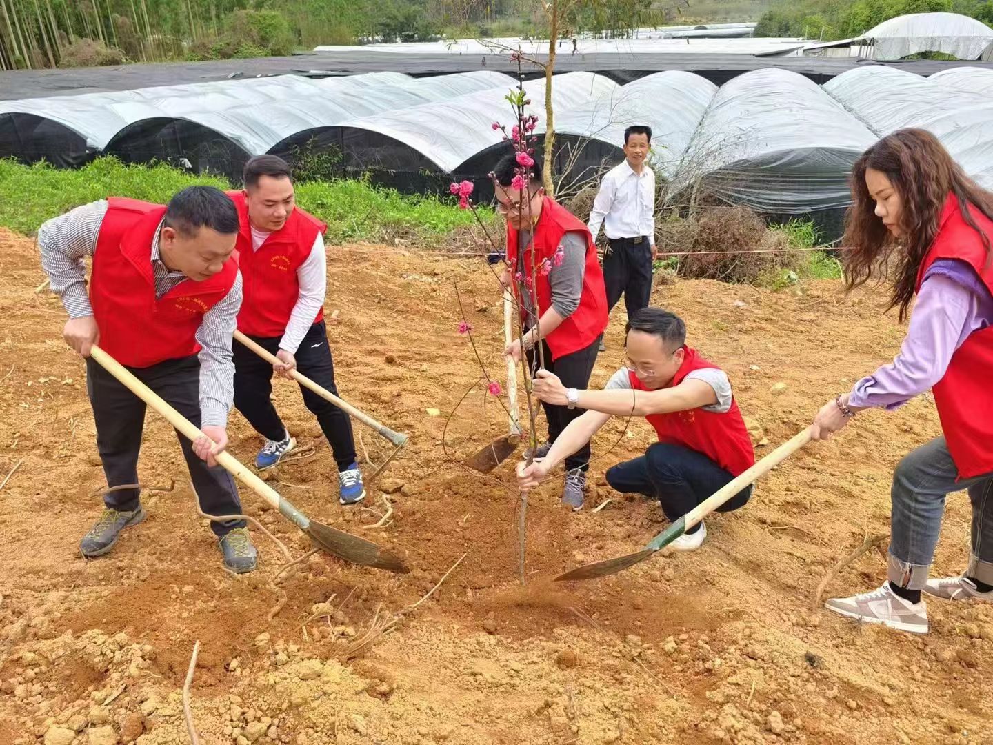 一村一示范，四级联动共植龙颈同心树，探索乡村绿色生态联动模式