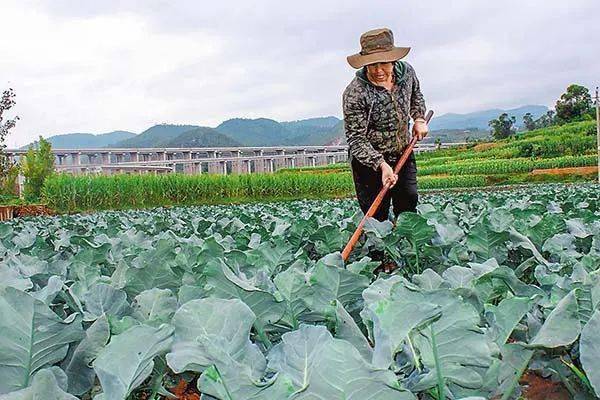 宁夏彭阳错峰冷凉蔬菜抢鲜上市，热势逼人