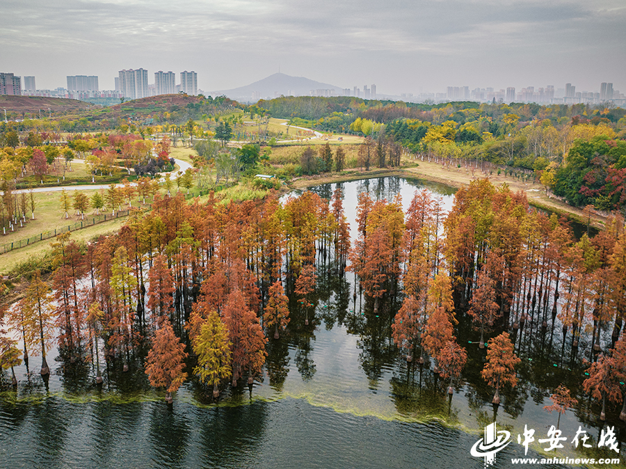 初冬合肥骆岗公园，色彩斑斓的画卷美景