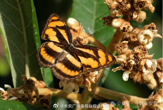 三明生态新篇章，多个鸟蝶新记录种影像喜添，生态影像记录再添佳作