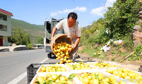 印江县杨柳镇丰收喜悦四溢