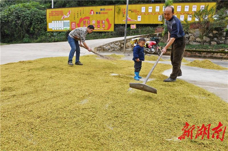 龙岩永定，金秋稻浪翻滚，丰收时节收割忙