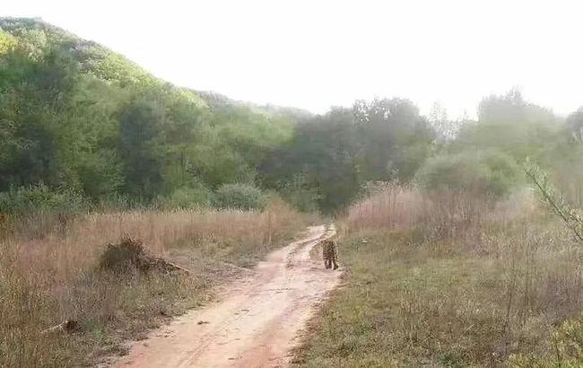 西安市鄠邑区太平国有生态林场发现金钱豹身影，生态保护成果显著