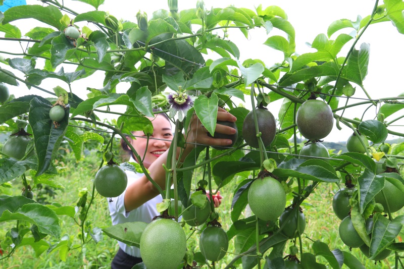 黔西市林泉镇百香果丰收上市，喜悦与产业振兴共融共希望