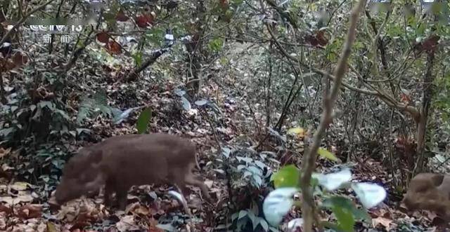 南京老山发现巨大野猪踪迹，捕猎行动背后的故事