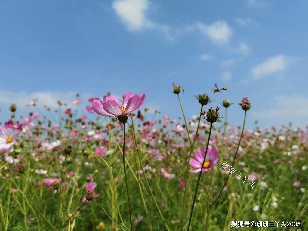 秋日绚烂，合肥滨湖塘西河公园波斯菊盛开，绚烂色彩绽放生命活力