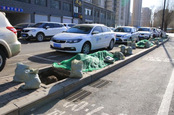 沈阳全市道路秋季补植行动启动，304条街道迎来绿色新篇章