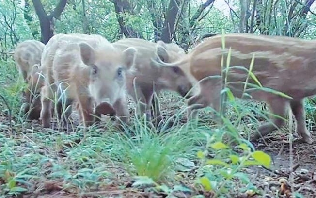 京郊野猪疯狂撒野现象背后的原因探究