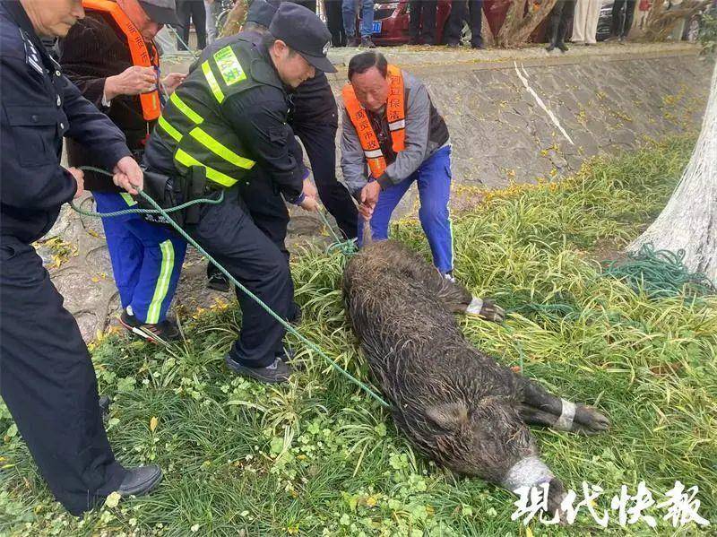 南京野猪数量调控成功，城市生态管理的典范案例，累计调控野猪达356头