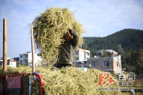 男子卷入收割机事故，警醒与反思