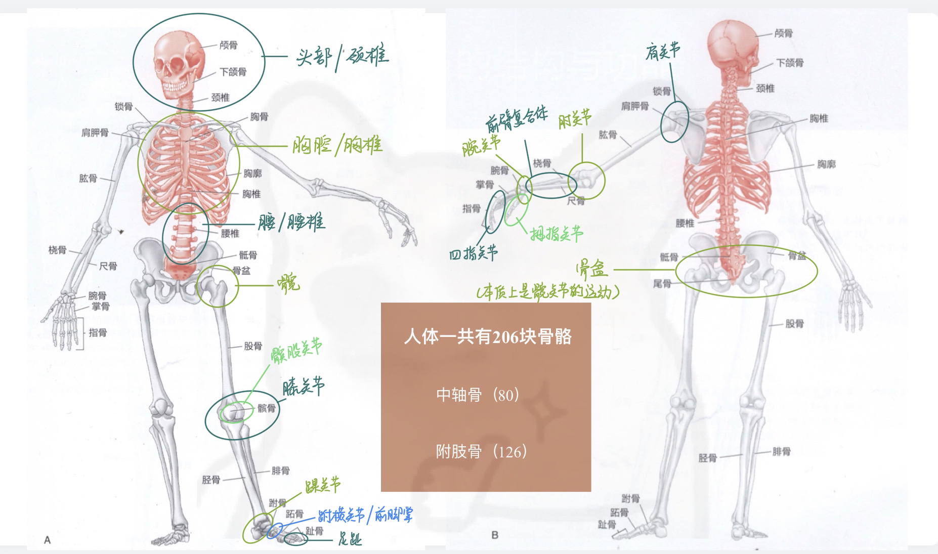 人体可动关节的分类与功能特点概述