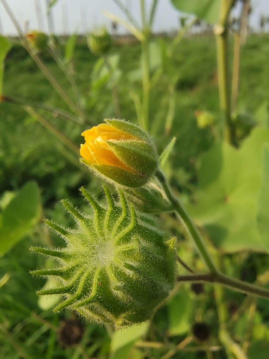 麻生，神秘多彩的植物世界探索